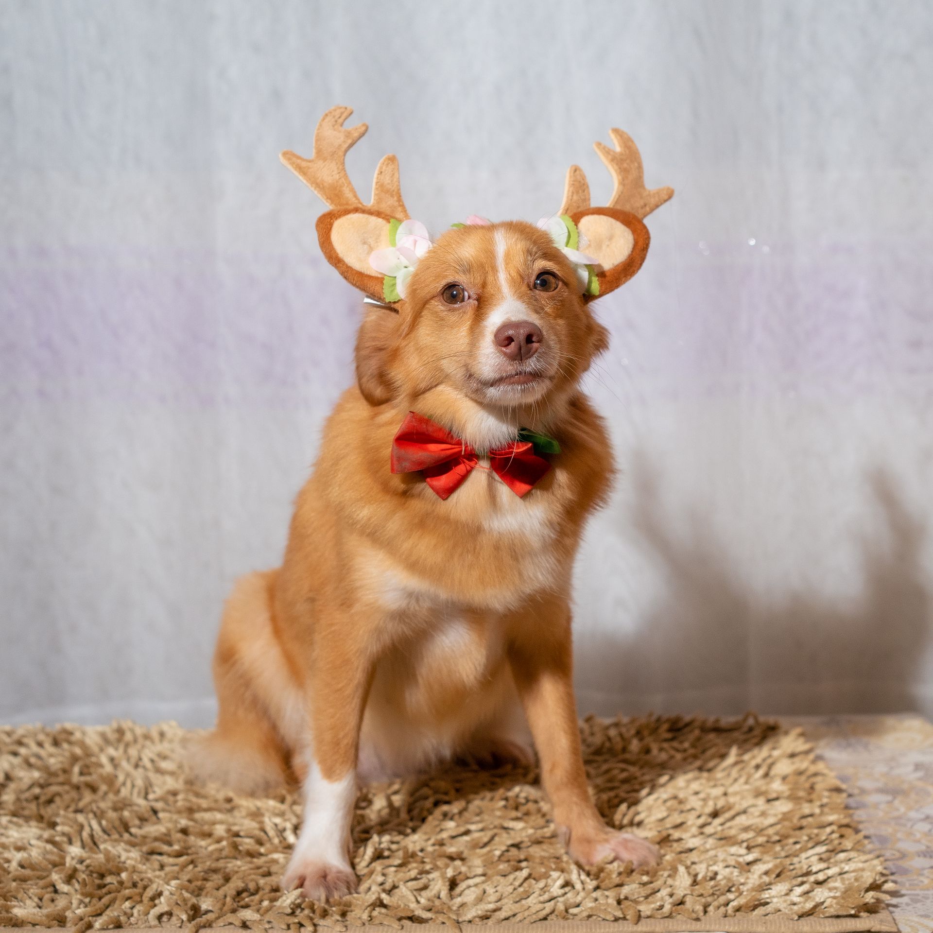 Pet Accessories